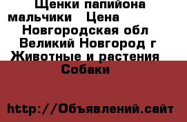 Щенки папийона мальчики › Цена ­ 20 000 - Новгородская обл., Великий Новгород г. Животные и растения » Собаки   